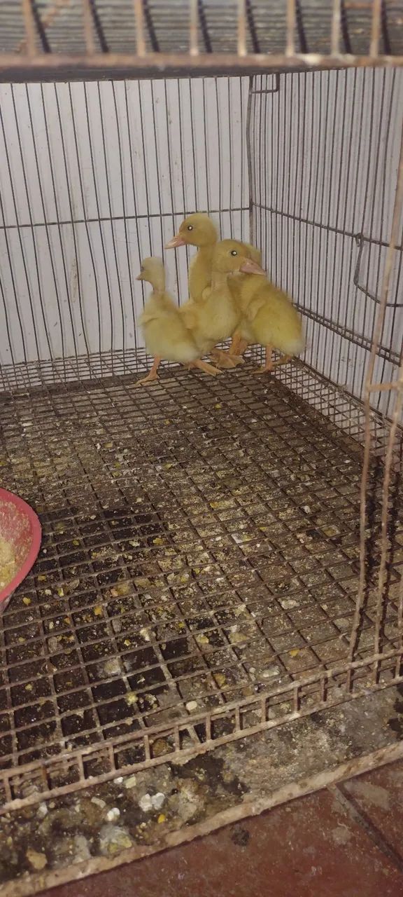 Vende-se animais para criação - Foto 4