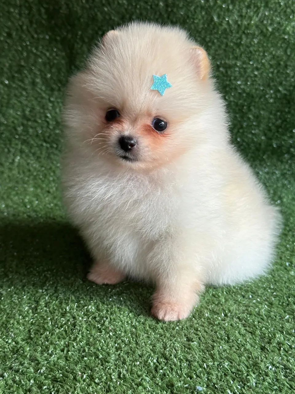 Spitz alemão -macho 