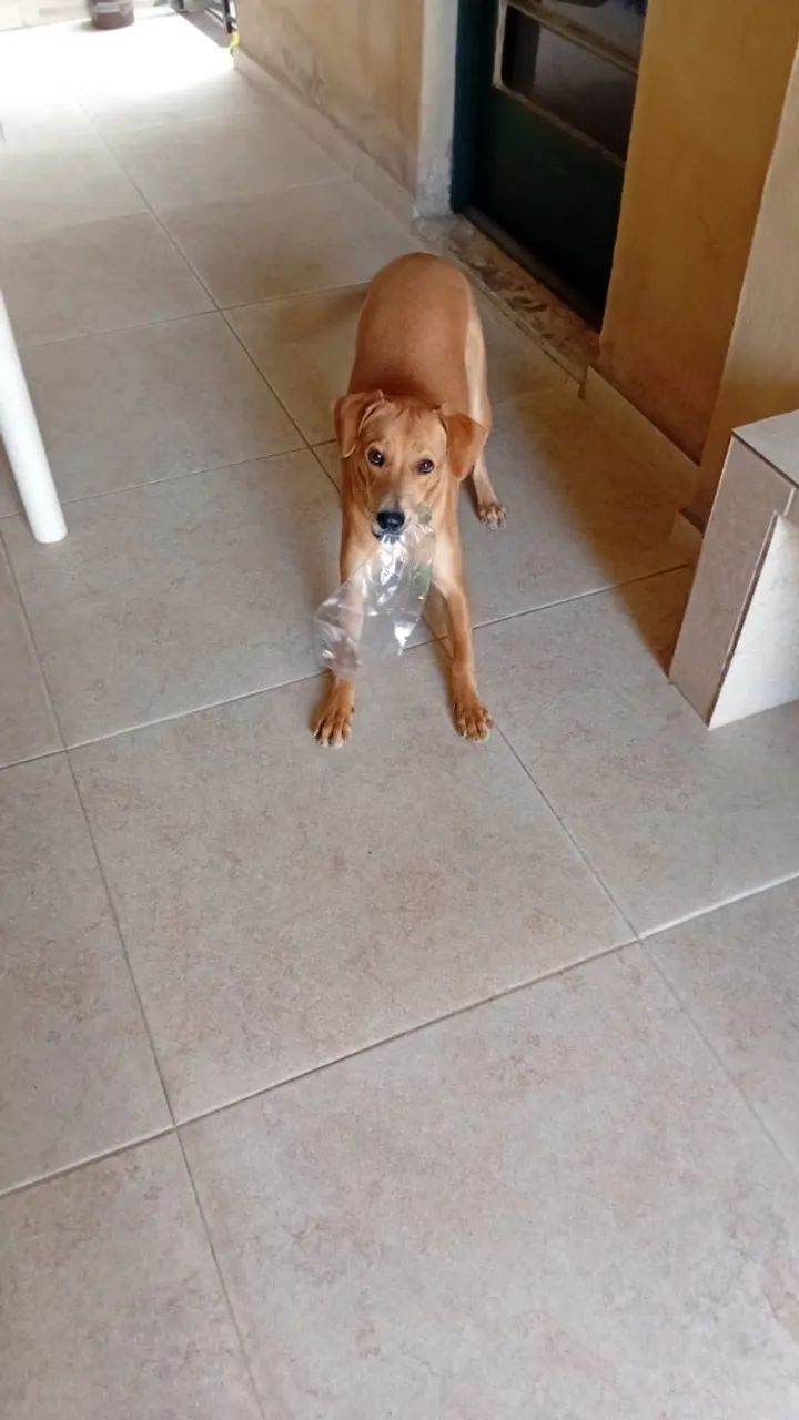 Doação de cachorro  - Foto 2