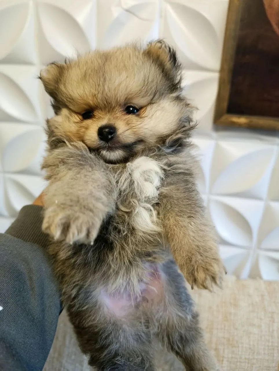 Lulu Pomerânia anão 