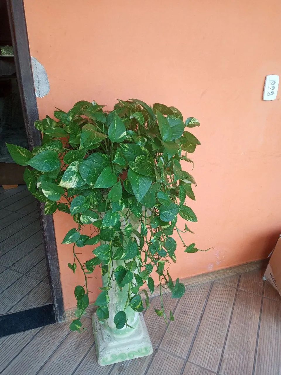 Planta jibóia 