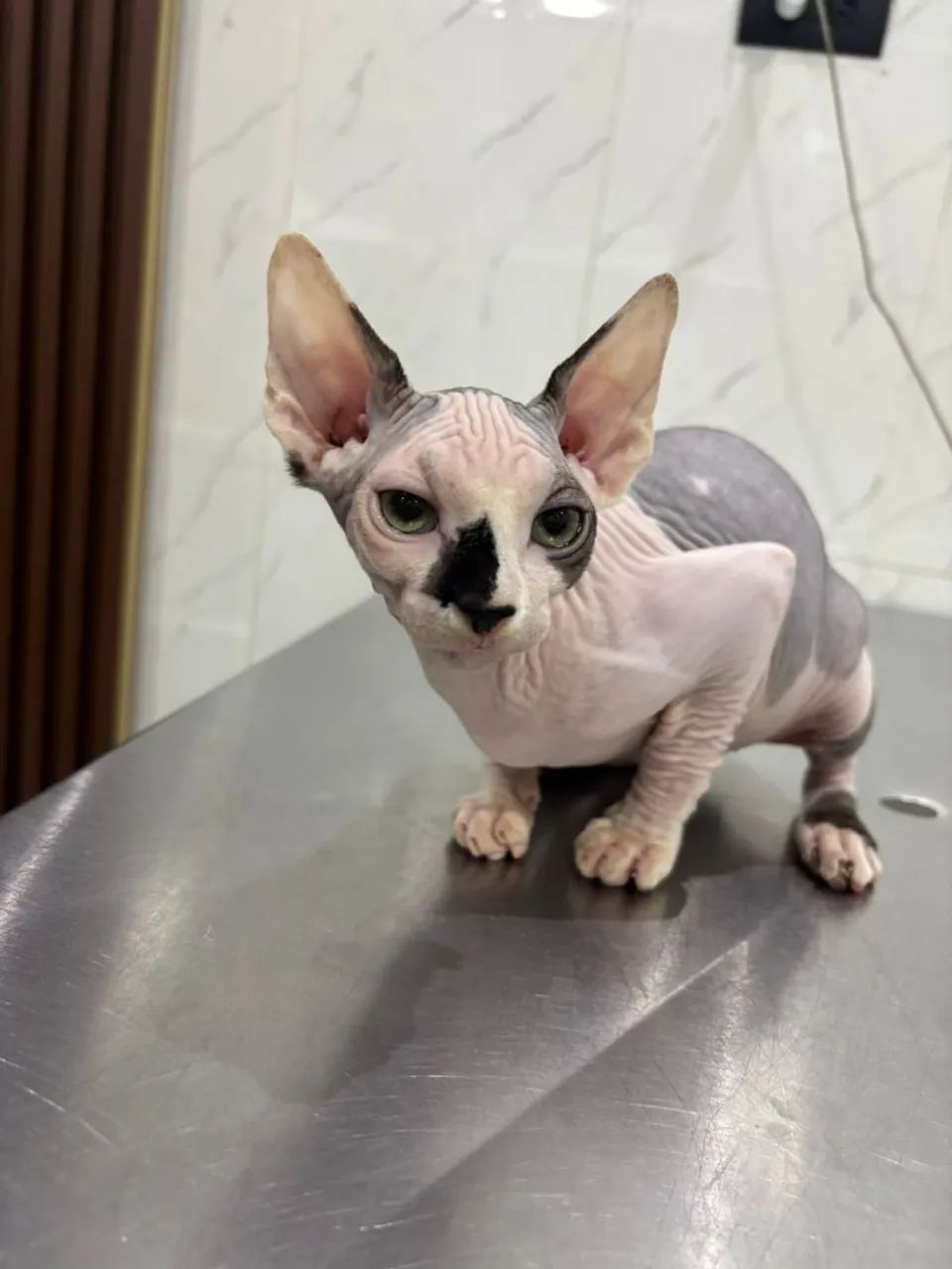 Lindo  bebê sphynx  - Foto 3