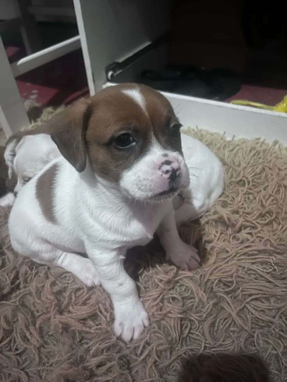 cachorrinhos pra doação ? - Foto 2