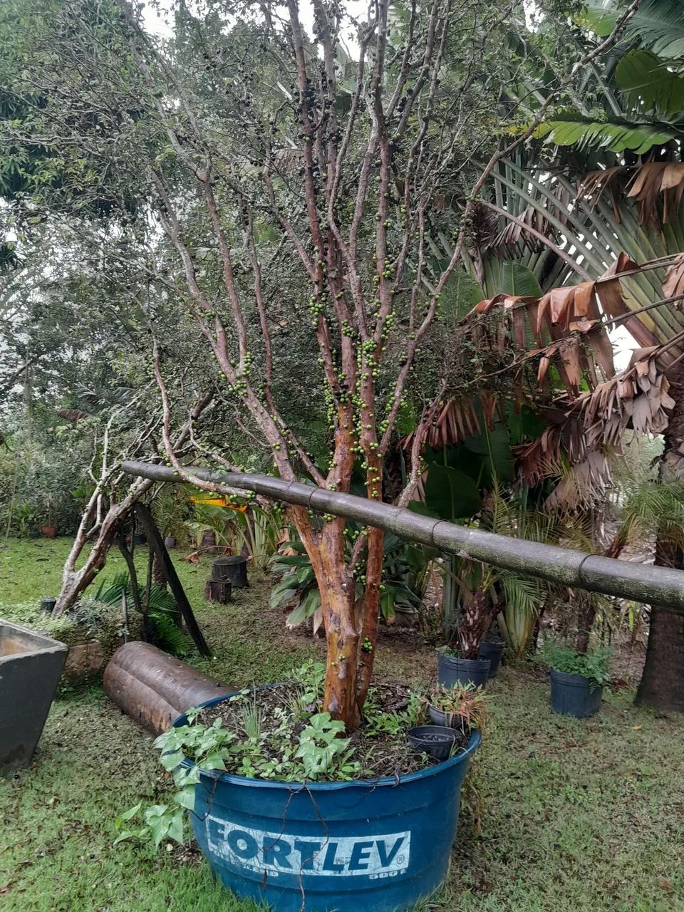 Jabuticaba sabara grande - Foto 4