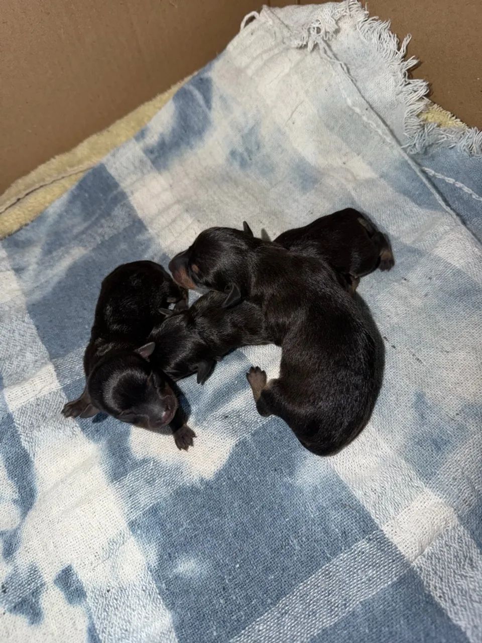 Pinscher ZERO - Foto 3