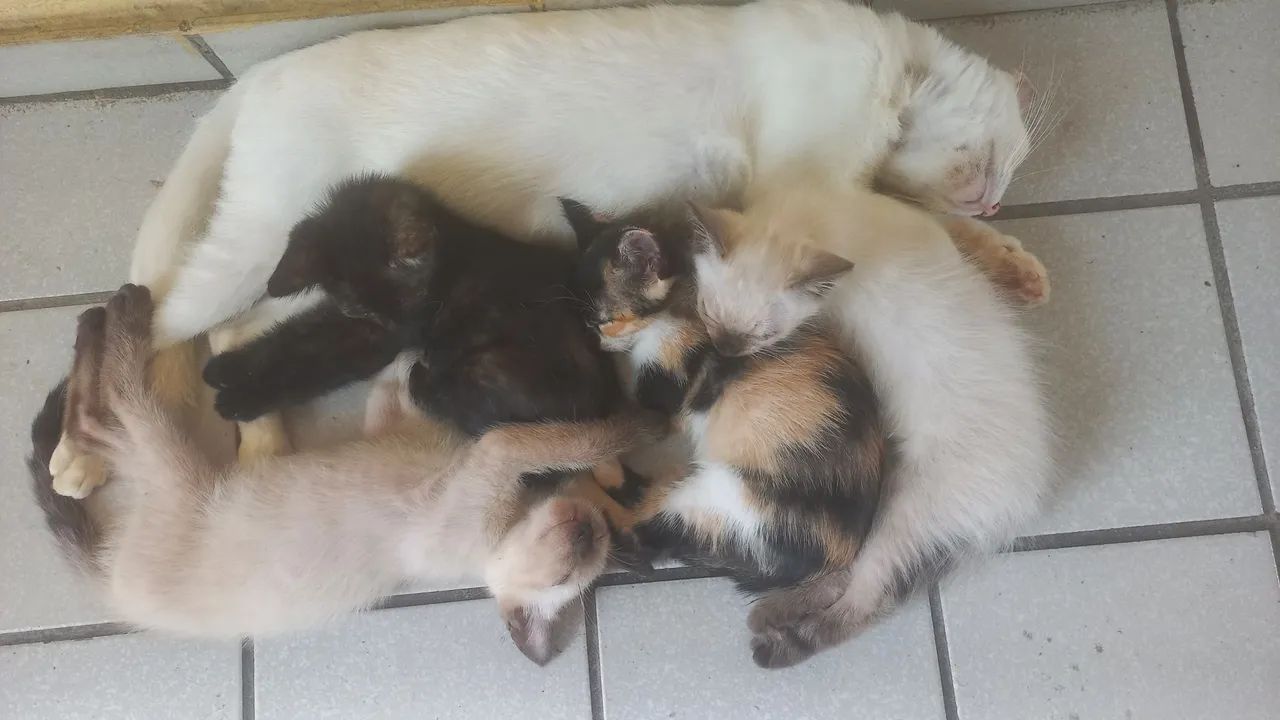 Gatos para adoção  - Foto 6