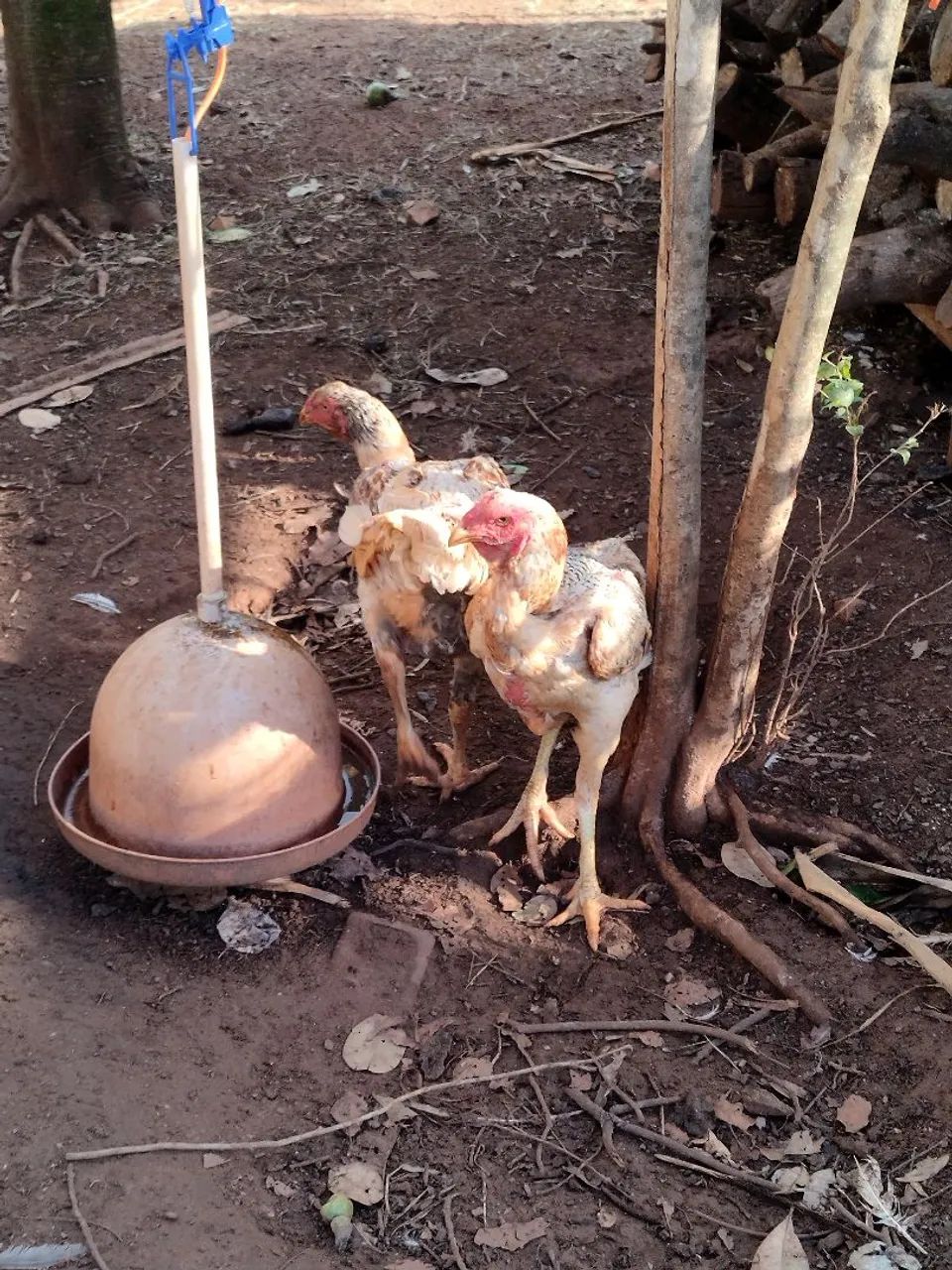 Vende-se galinhas, frangos, pintinhos, angolas e patos - Foto 2