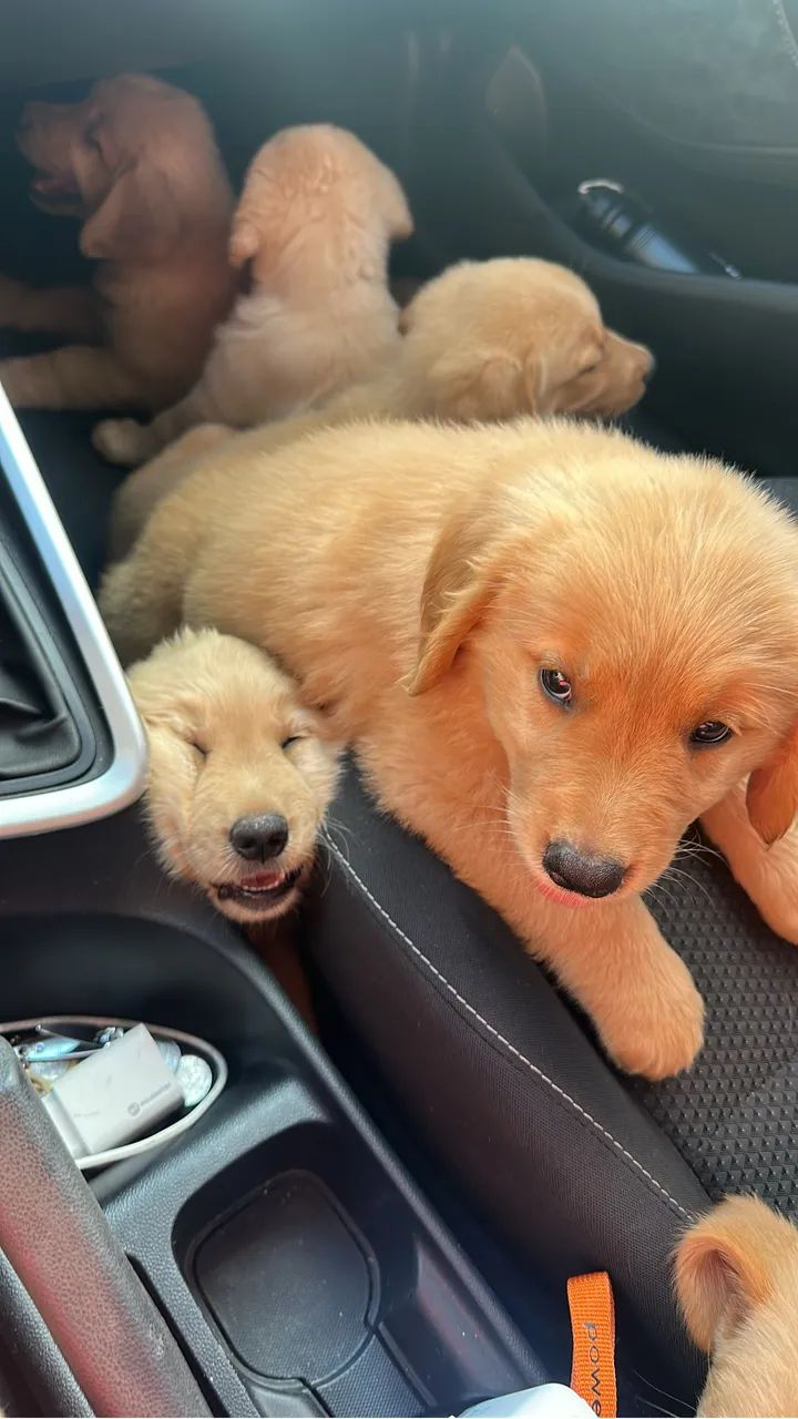 Filhotes de Golden Retriever - Foto 3