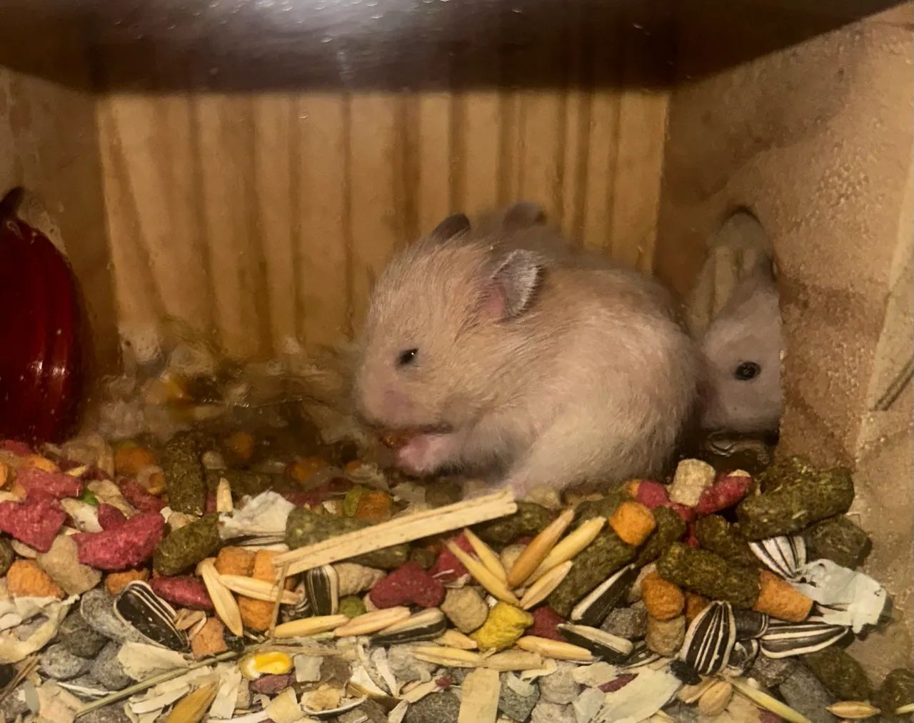 Hamster sírio  - Foto 2