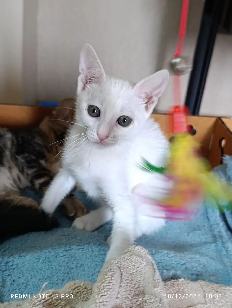 Gatinha filhote para adoção 