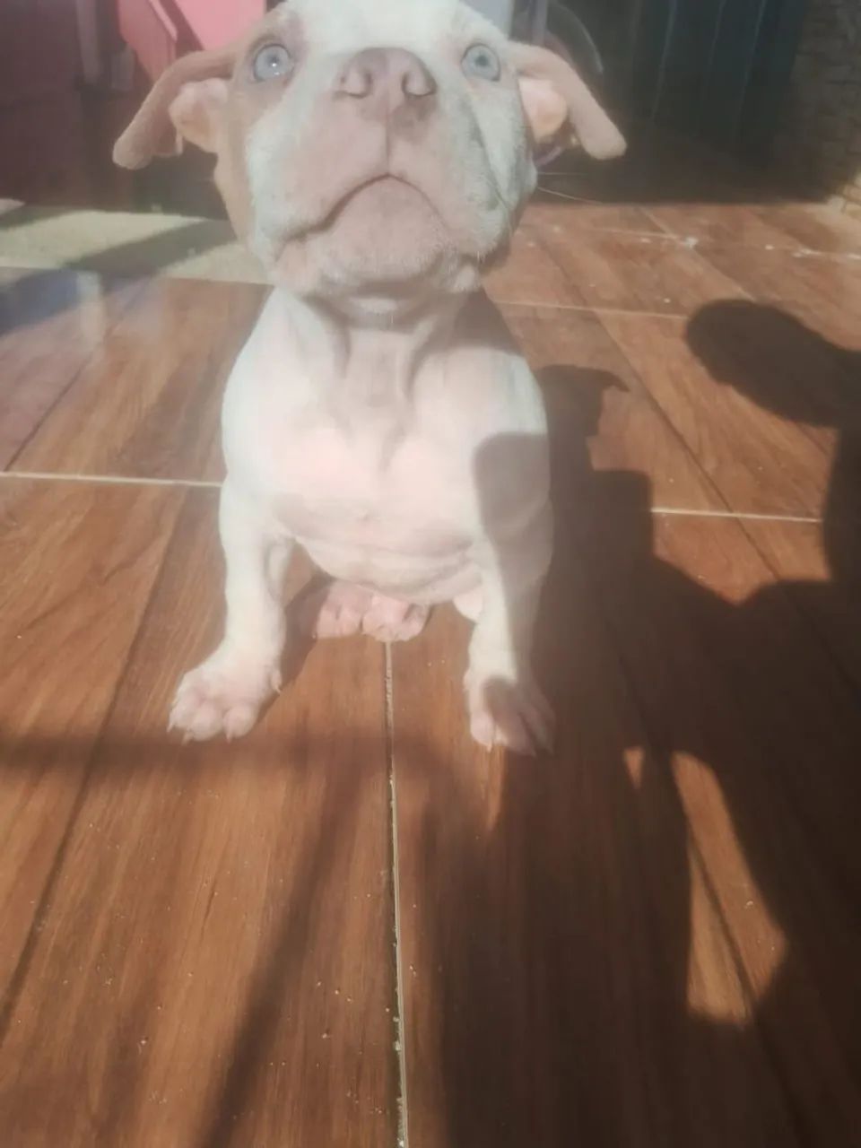 Américan bully  - Foto 2