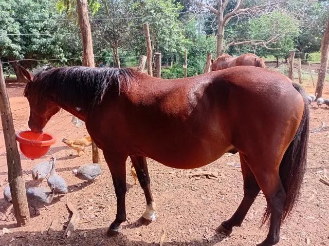 cavalo
