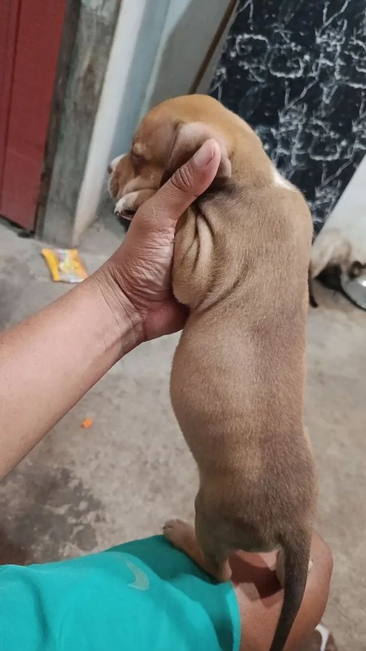 Cachorro 