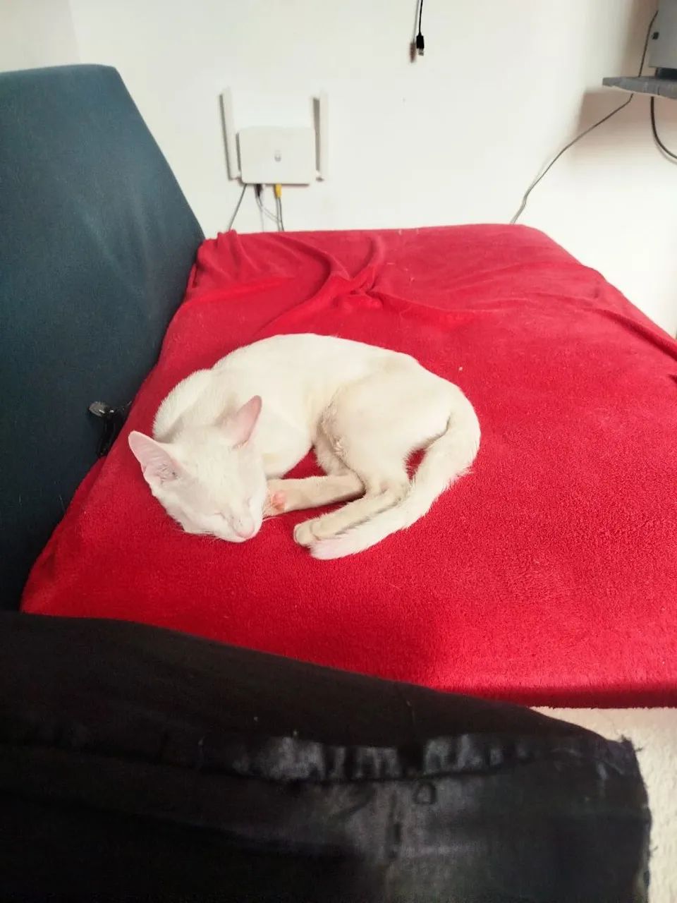 Gato - Foto 3