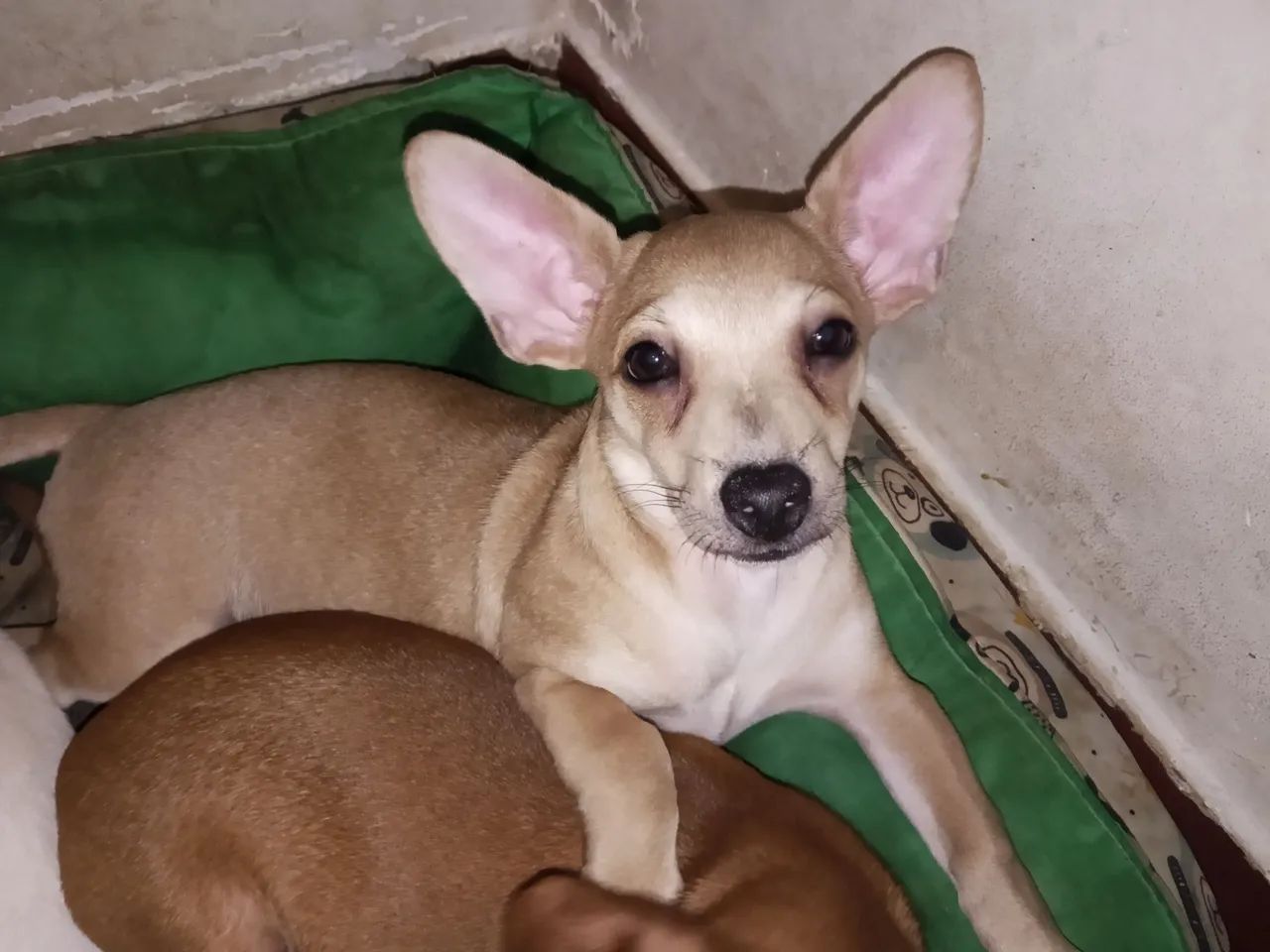 Pinscher 01 Café com leite 