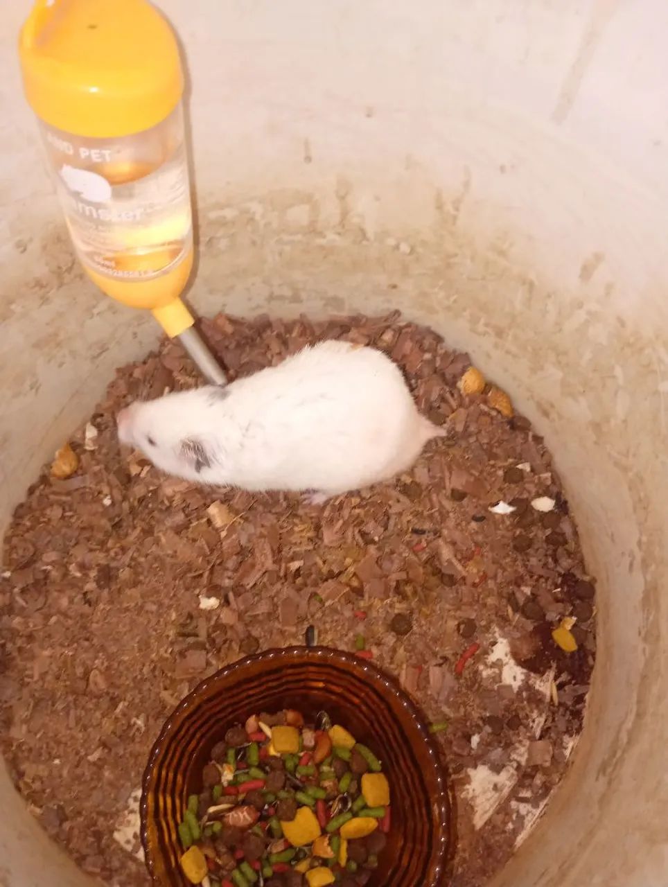 Hamster sírio 