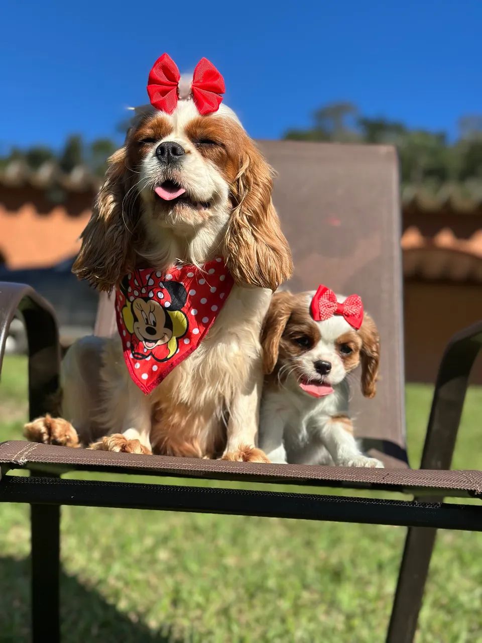 Cavalier king charles - Foto 2