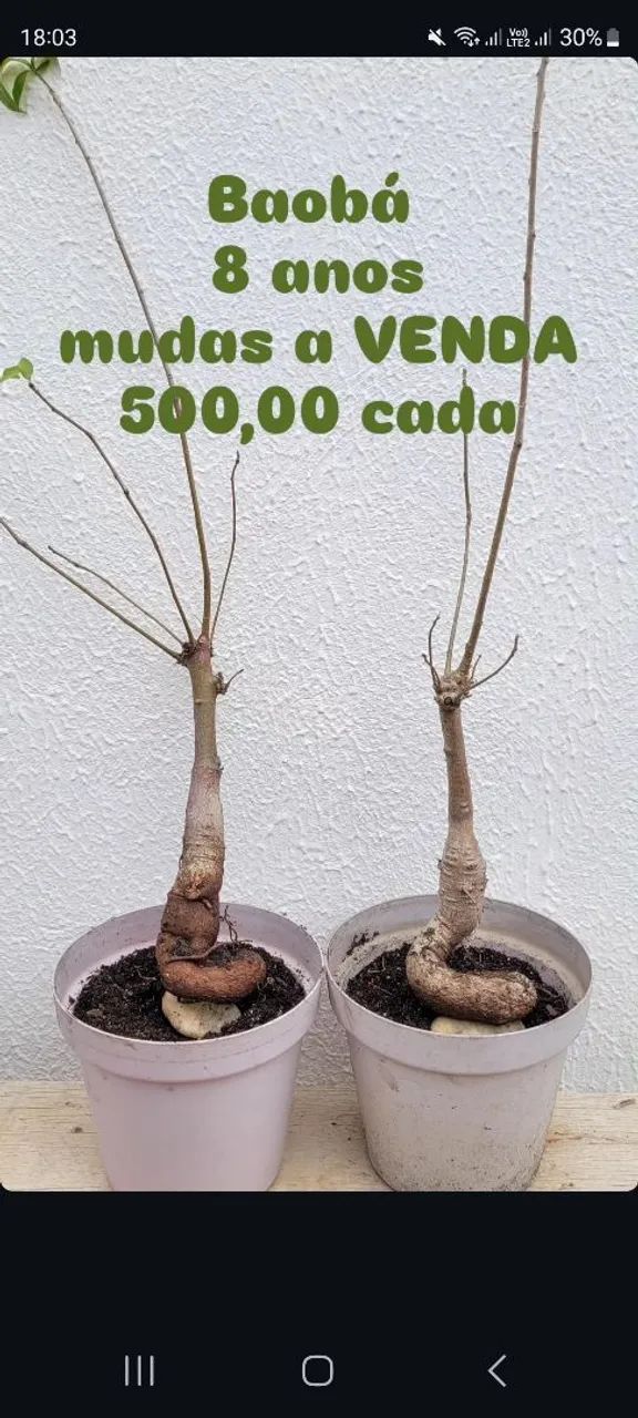 Baobá muda 8 anos - Foto 3