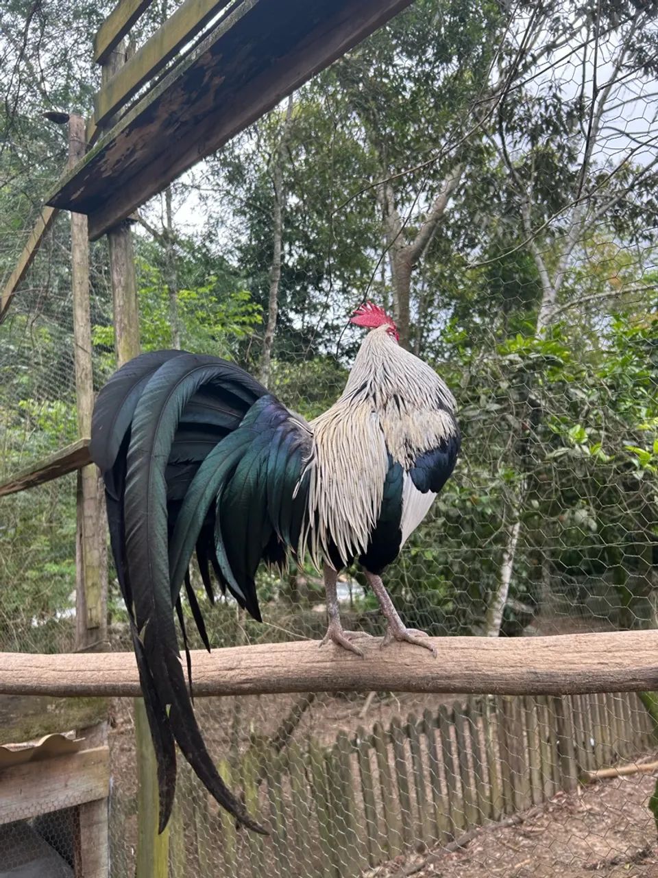 Vende-se galo Fênix Prata - Foto 2