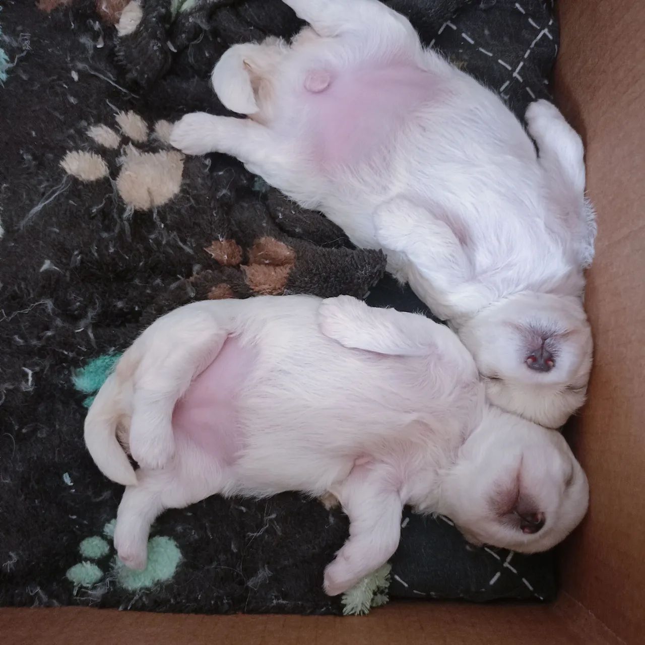 Filhote de maltês  - Foto 4