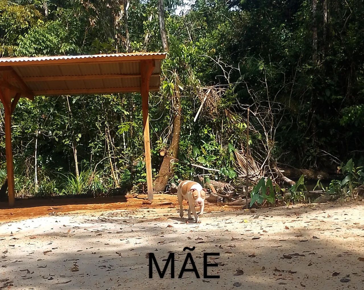 Pitbull  - Foto 2