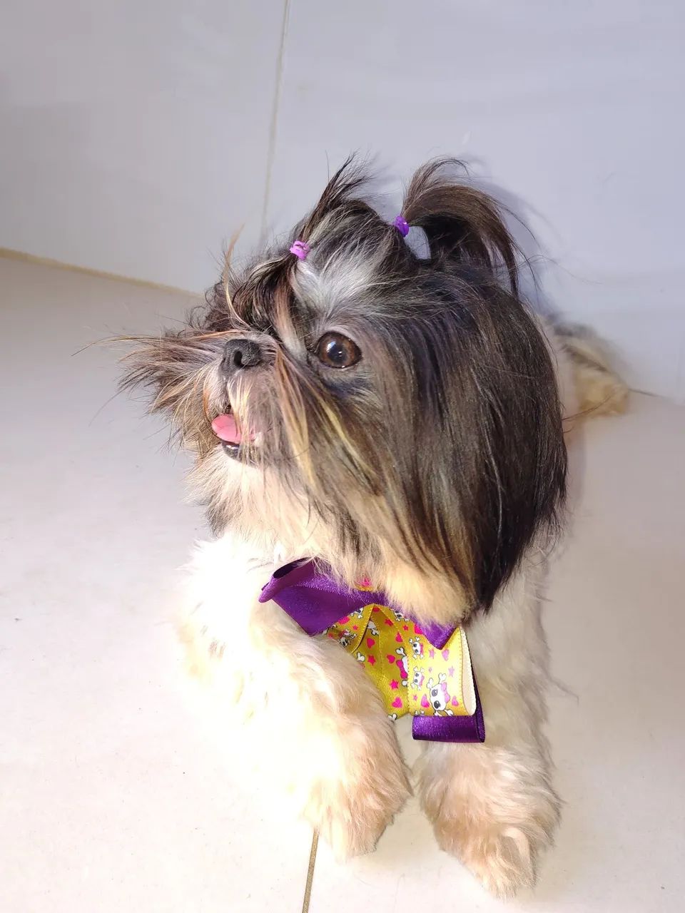 Cachorro  - Foto 4