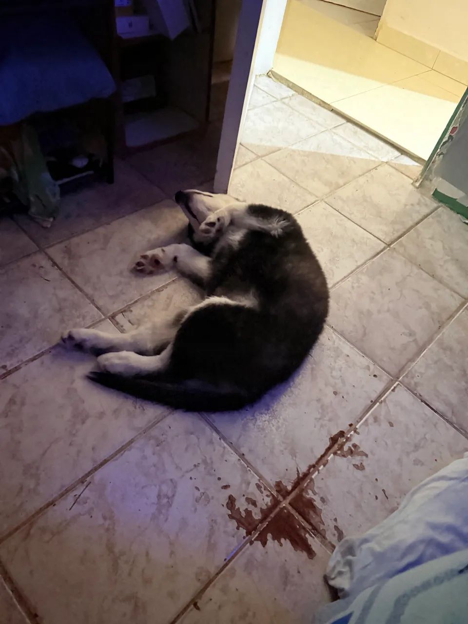 Husky Siberiano - Foto 2