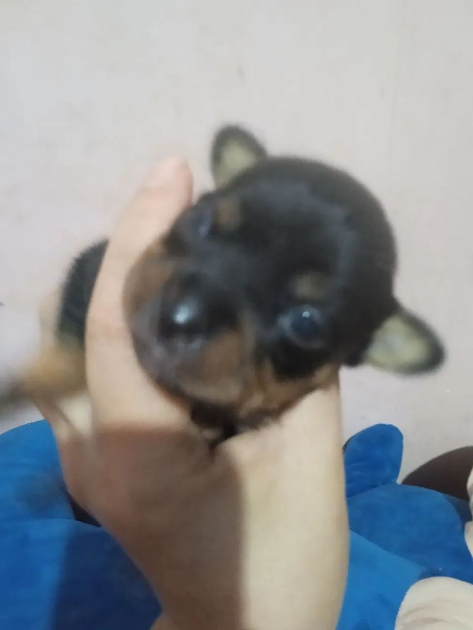 Pincher num 01 exótico 