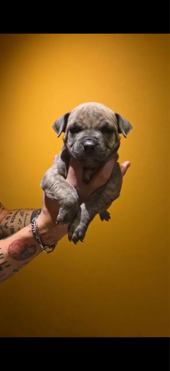American Bully  - Foto 3