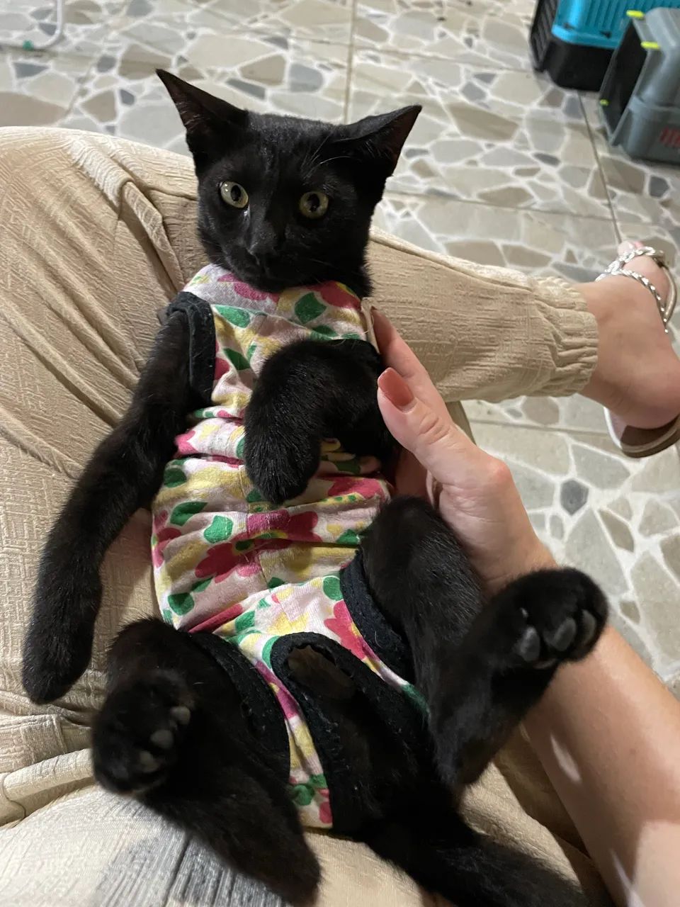 Gatinhos para doação  - Foto 3