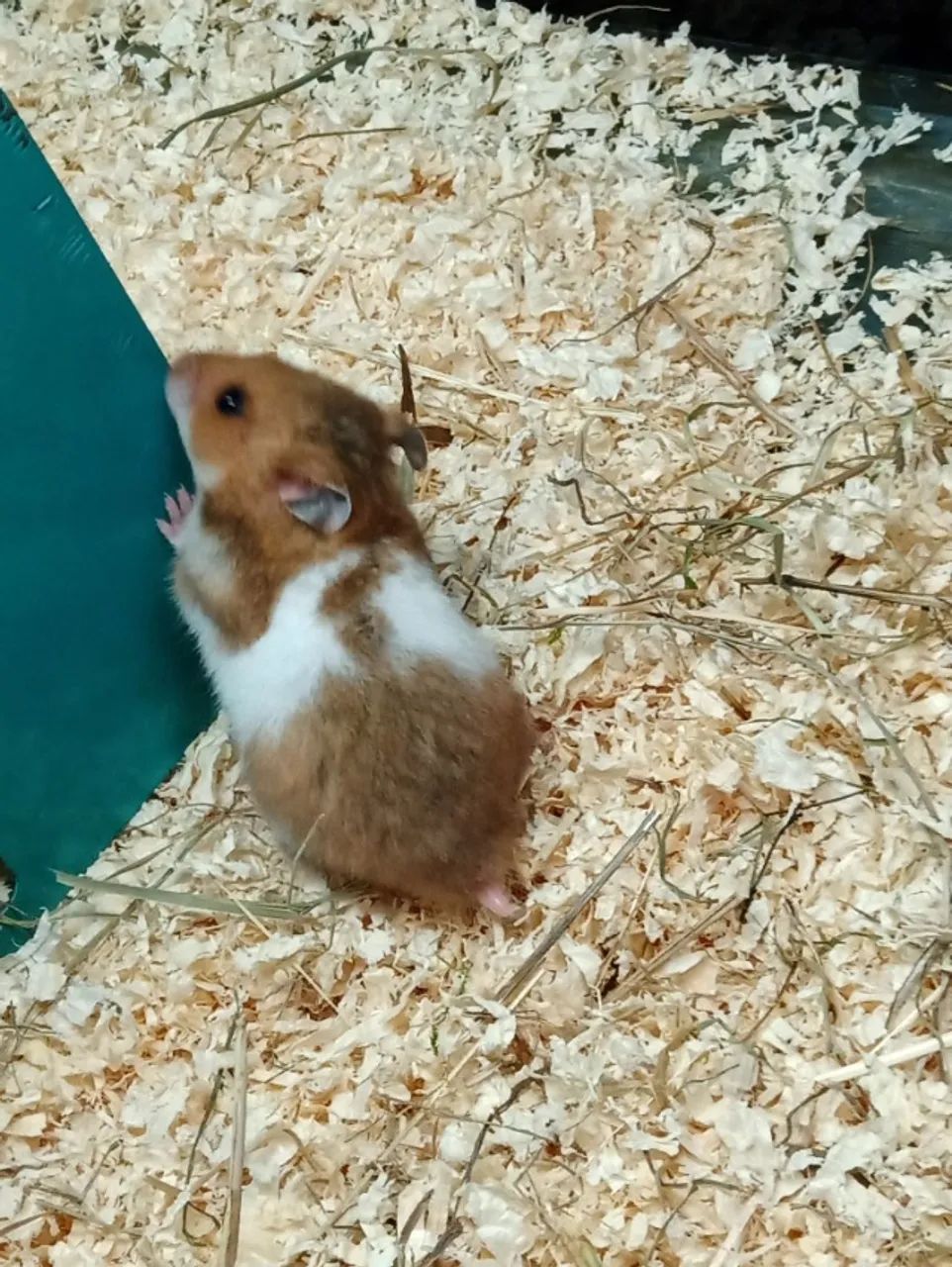 Hamster Sírio 