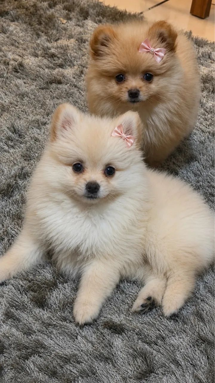 Filhotes de Spitz alemão com pedigree  - Foto 3