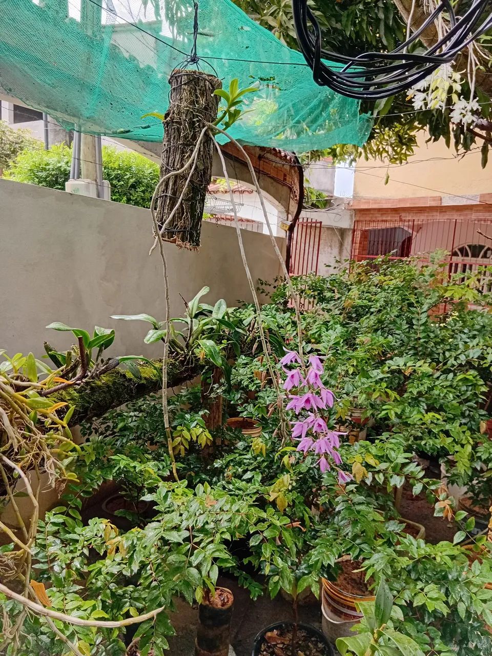 Orquidea dendrobium anosmun - Foto 4