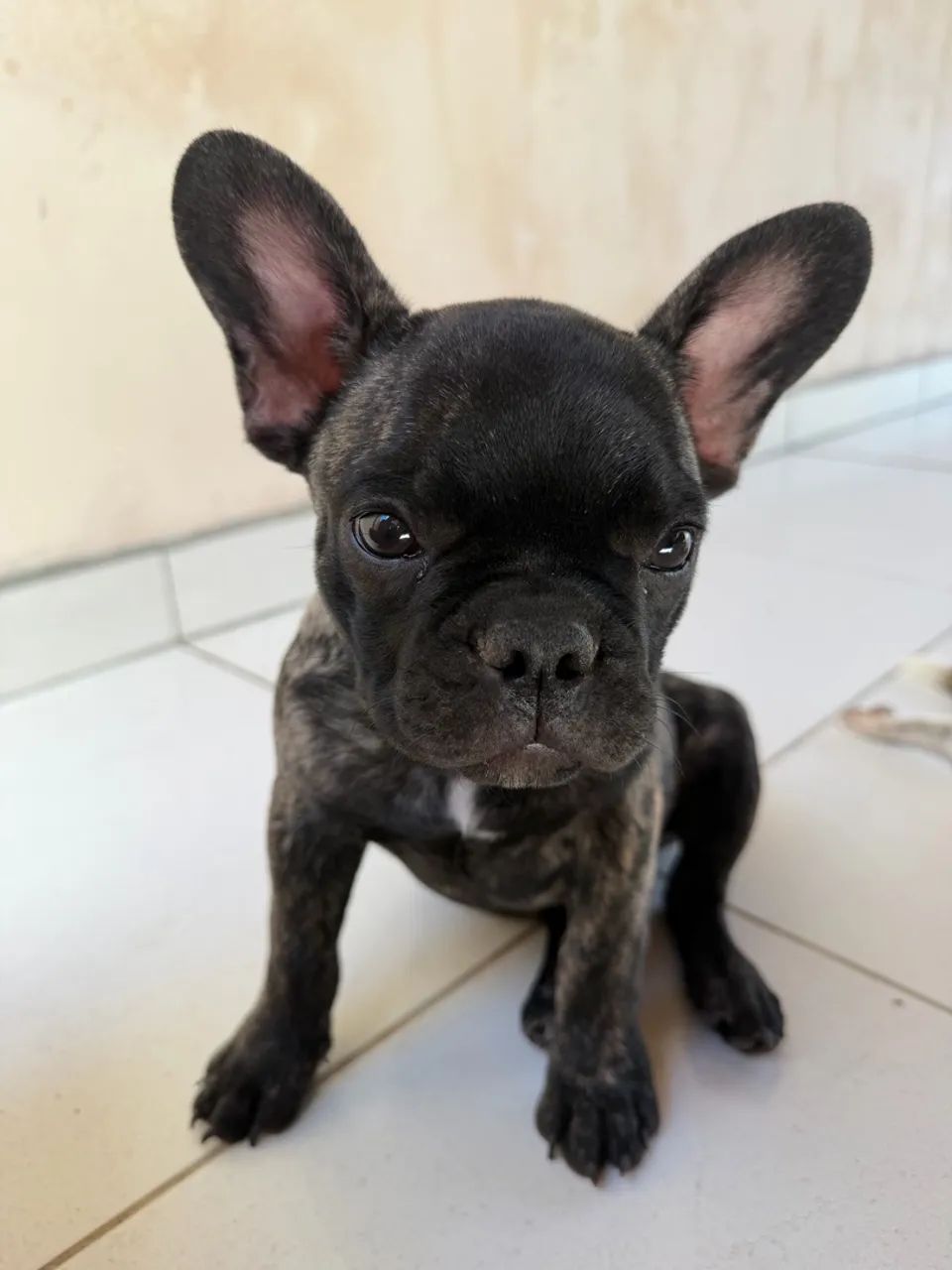 Buldogue francês macho - Foto 4