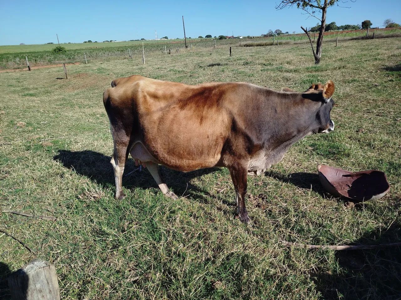 Vaca Jersey  - Foto 2
