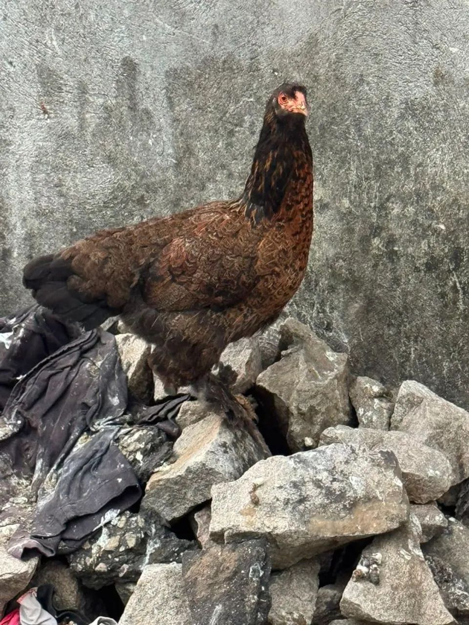 Galinhas brahma