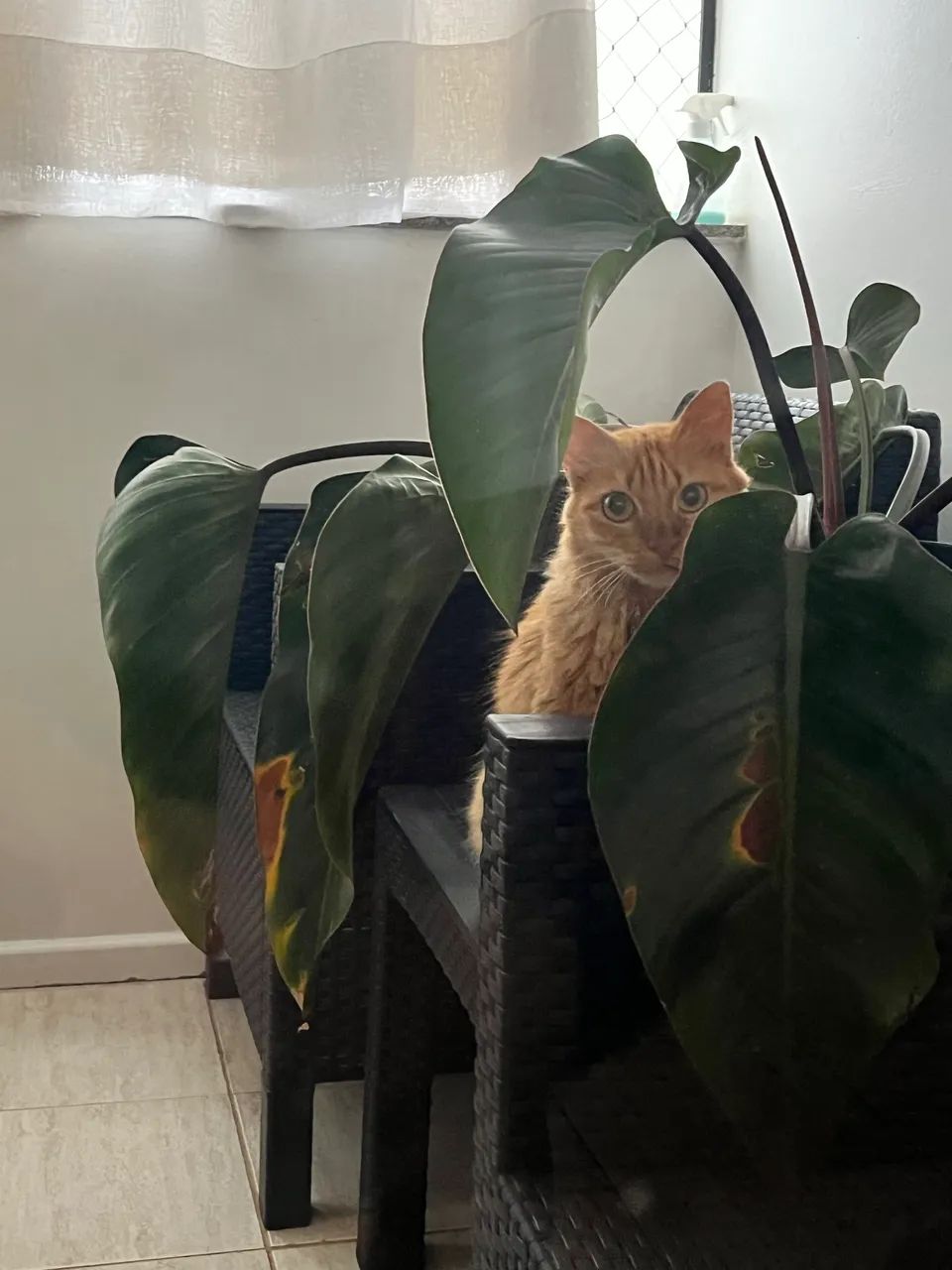 Gatinha para adoção  - Foto 3