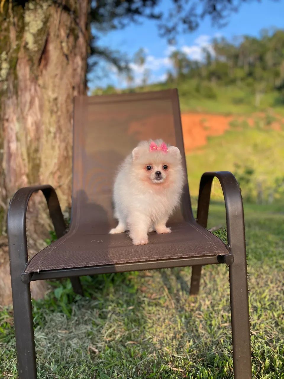Spitz alemão ,  Lulu da pomerania anão ursinho vc encontra aqui! - Foto 4