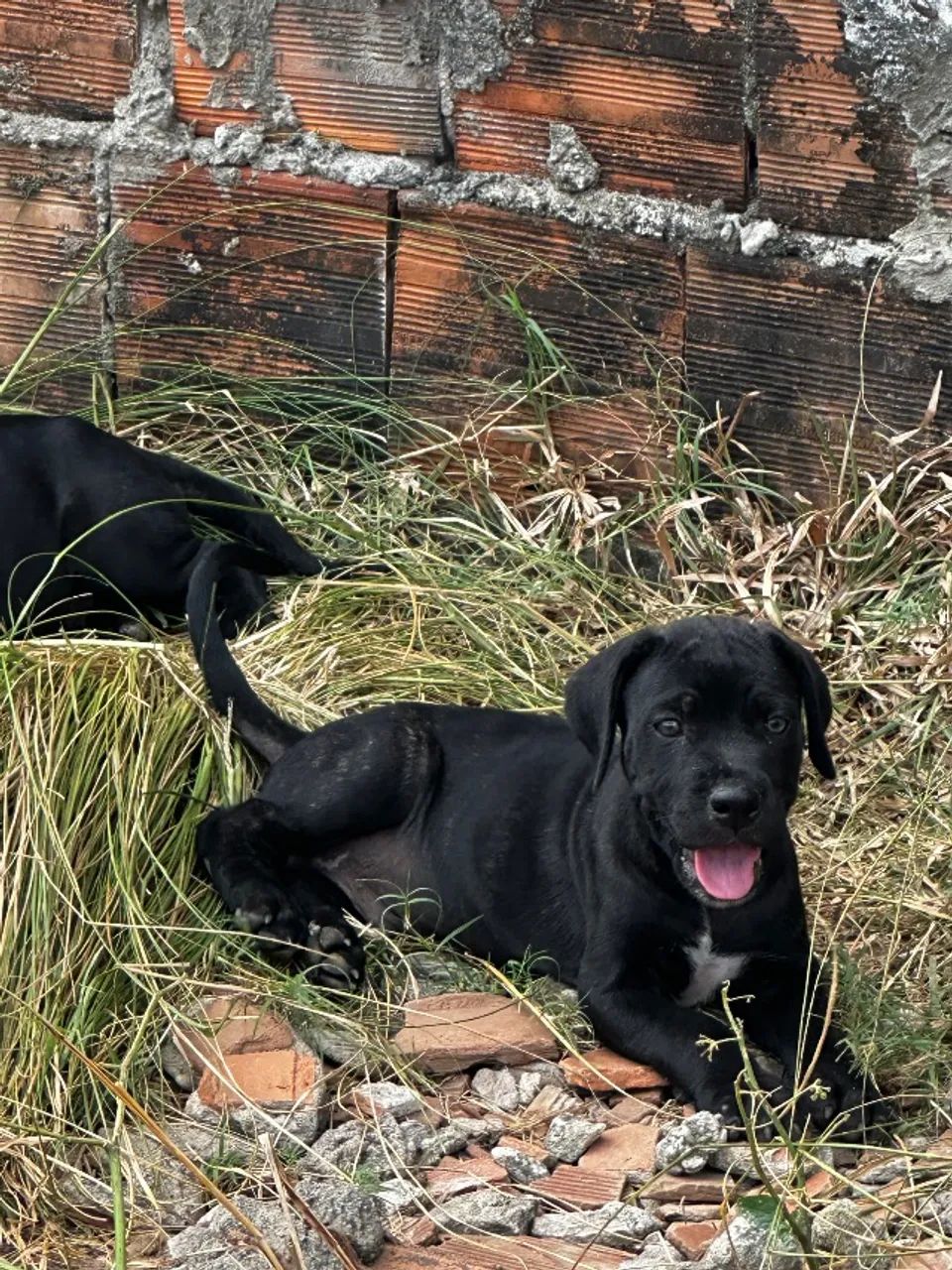 Cane Corso 100% puro - Foto 2