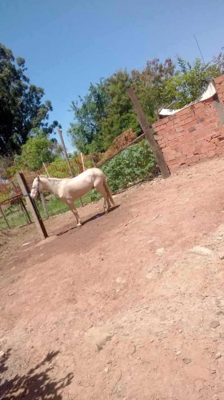 Cavalo  - Foto 2