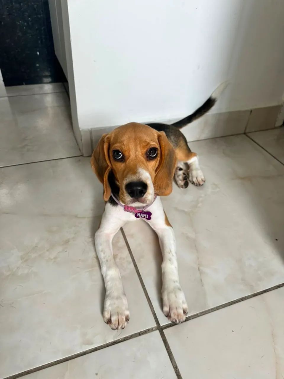 Beaglezinha 13 polegadas fêmea, 5 meses de idade.