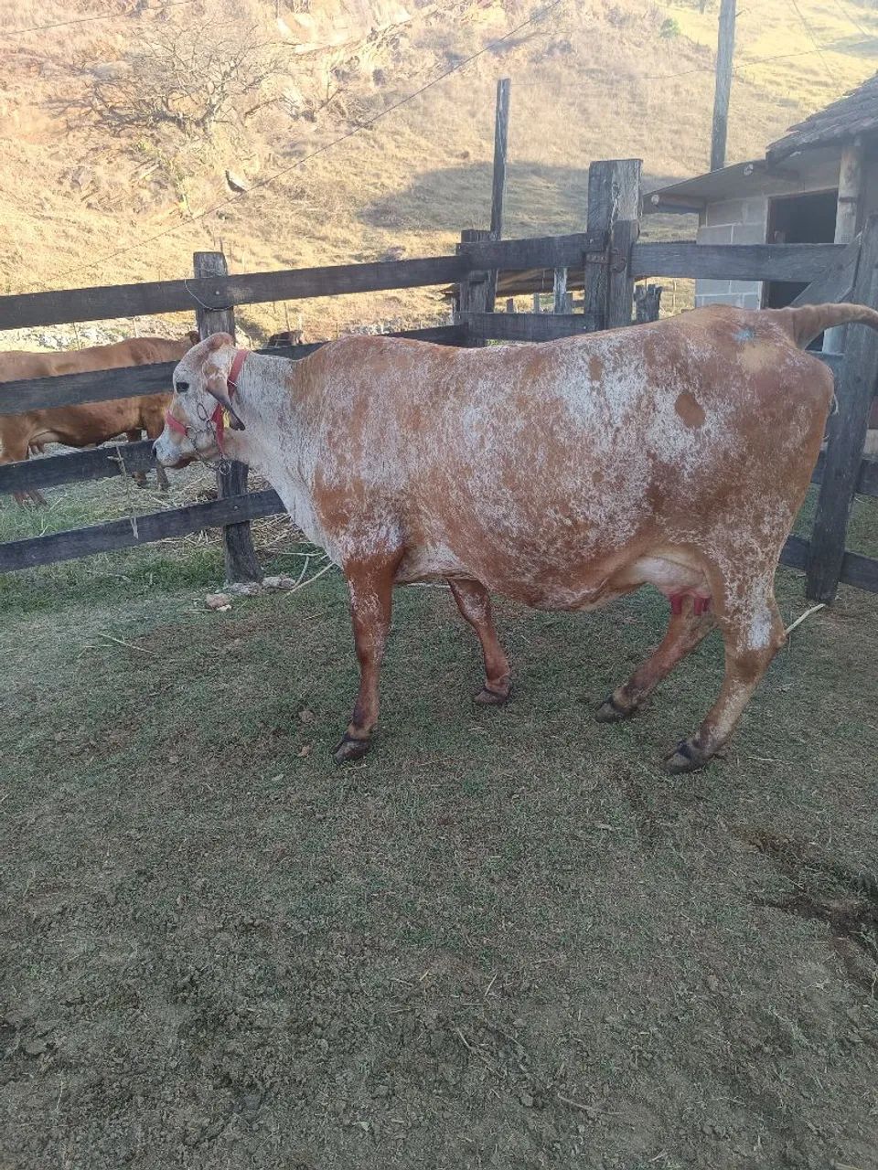 Vacas de leite  - Foto 2