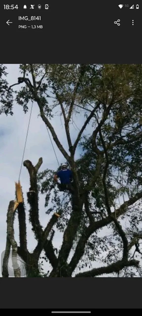 Corte de árvores Niterói e São Gonçalo 