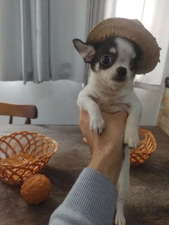 Chihuahua Macho