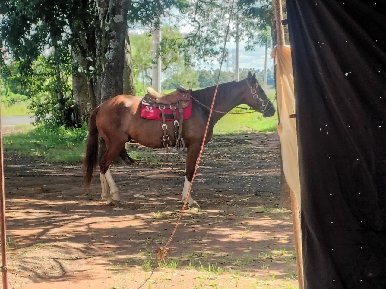 Cavalo Manga Larga Paulista - Foto 3