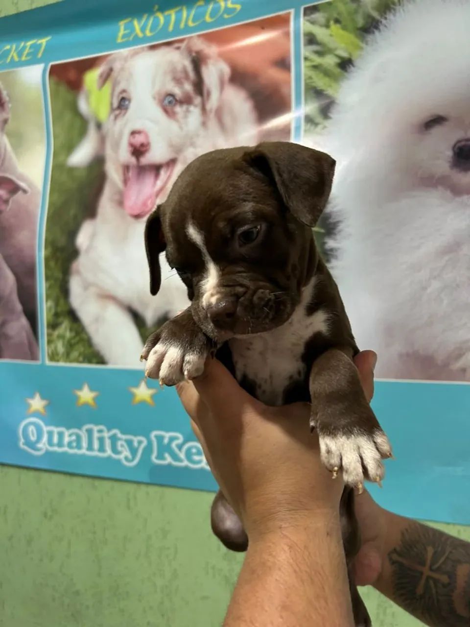 American bully micro com pocket - Foto 3