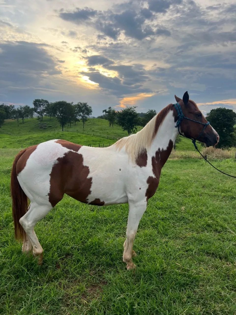 Cavalo  - Foto 3