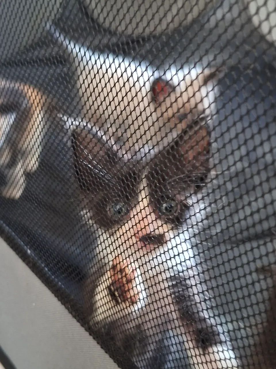 GATINHO PARA DOAÇÃO  - Foto 4