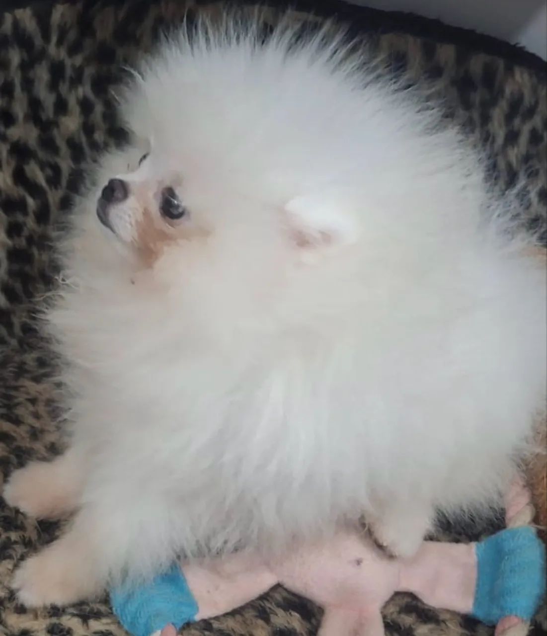 Spitz alemão 