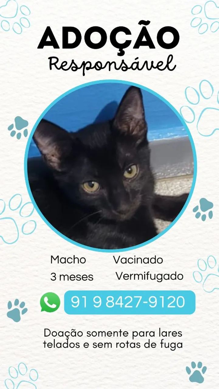 Adoção Responsável de Gatinhos - Foto 4